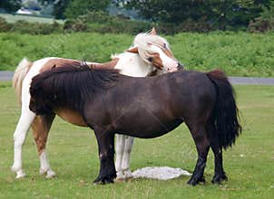 Horse Teamwork - Mutual Grooming