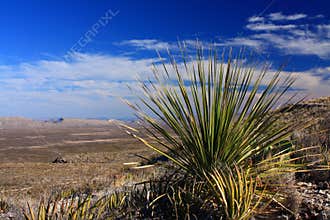 Sotol cactus in texas desert