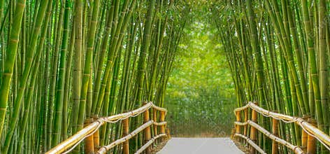 Bamboo Alley