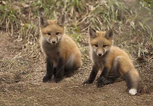 Two baby red fox kits outside of their forest den