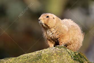 A prairie dog