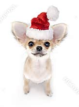 Cute Chihuahua puppy with Santa hat