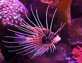 Exotic fish in coral reef