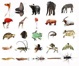 Animals