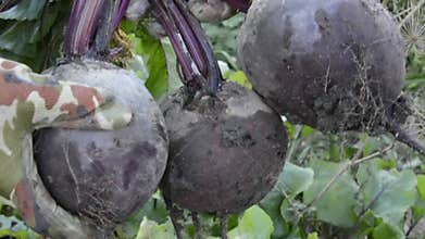 Harvesting beets. Large beetroot crops. Autumn harvest of vegetables