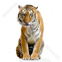 Tiger sitting