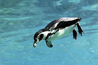 Swimming auk