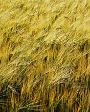 Barley field