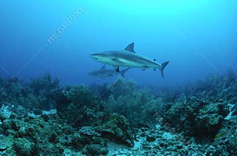 Caribbean reef shark