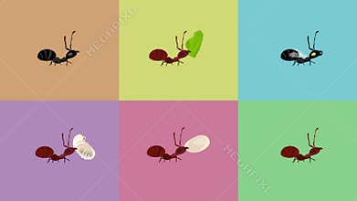 Animated Cartoon Ants Carrying Different Things