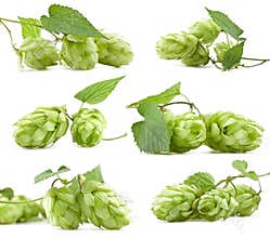 Collection of hops