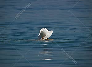 White hat in the sea