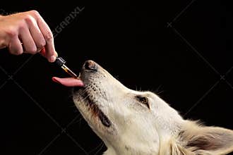 Dog licking a CBD oil dropper