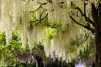 White wisteria