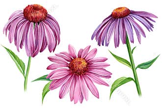 Purple Flowers echinacea on a white background. Watercolor botanical illustration, floral elements set, hand drawn