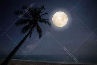 Fantasy full moon with star during night at tropical beach with silhouette palm tree.