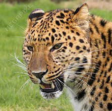 Amur Leopard