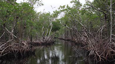 Flying a drone through largest mangrove forest in America - Everglades