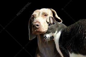 Cat & dog love