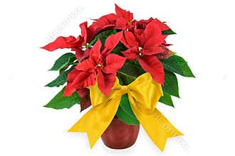 Red Christmas Poinsettia