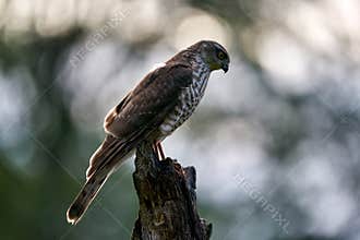 Sparrowhawk, Accipiter nisus, sitting green tree trunk in the forest, back light. Wildlife animal scene from nature. Hawk bird in