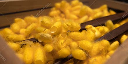 Yellow Thai silkworm cocoons.  Sericin and fibroin protein source. Golden silkworm cocoons. Silk protein for skin care and