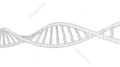 Human DNA 3D wireframe.