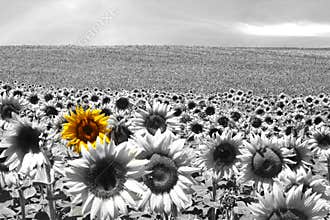 Sunflower field black & white