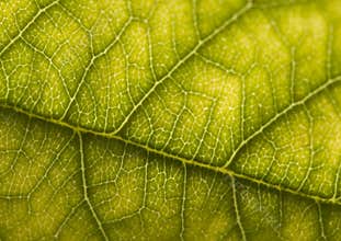 Leaf