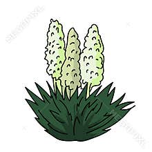 Yucca blossom illustration vector isolated