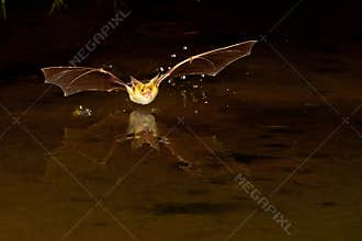 Bat