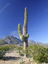 Cactus with volcanoes
