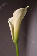 White calla lily