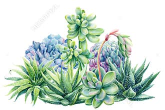 Composition of succulents haworthia, aloe, echeveria, cactus, watercolor botanical painting, card with green plants