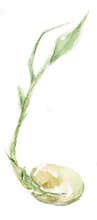 Watercolor sprouting seed illustration on a white background. Drawn by hand for design, clipart, book, poster and stikers