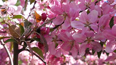 Slow Motion Footage Of Bumblebee On Beautiful Pink Flower