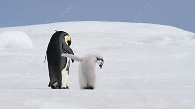 Emperor Penguin with chick in Antarctica