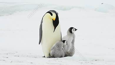 Emperor Penguin with chicks in Antarctica