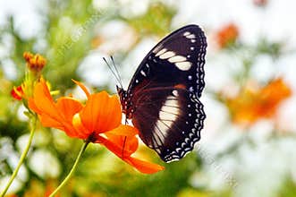 Butterfly on flower, beautiful brown black butterfly perch on sunflowers background