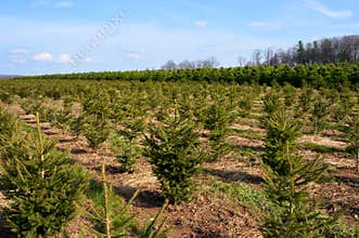 Christmas Trees Landscape #1