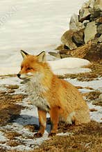 Wild red fox