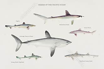 Sharks of the Pacific Ocean illustrated by F.E. Clarke