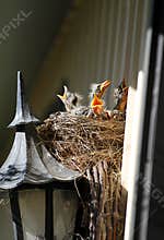 Birds Nest with Four Baby Robins Mouth Agape