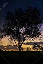 Big tree silhouette at sunset