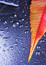 Leaf