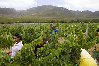 February wine-producing Chenin grape harvest