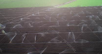 Irrigation Agriculture Field in California, United States. Sprinkler system waters rows of lettuce crops on farmland in the