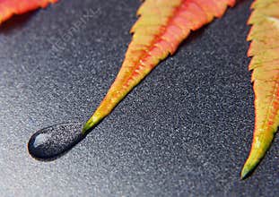 Leaf background
