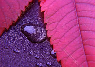 Colorful leaf