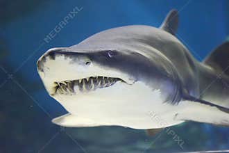 Shark
